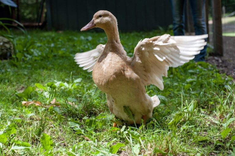 Amelia the buff duck at Dreaming of a Chance