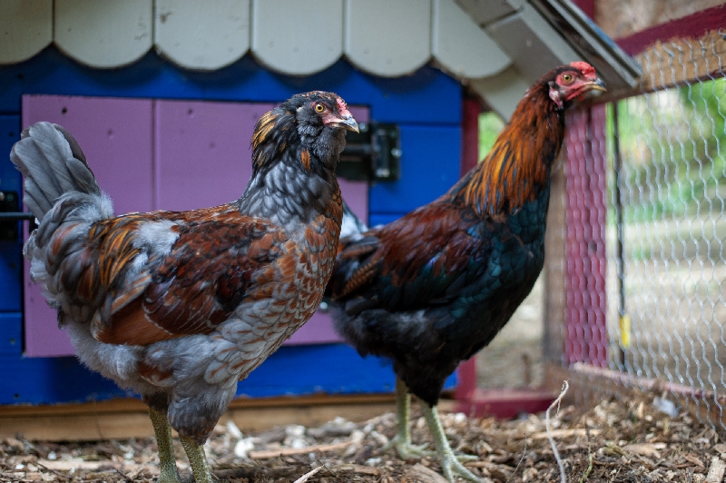 Yoshi and Goomba, two of the sweetest roosters you could ever have the pleasure of knowing