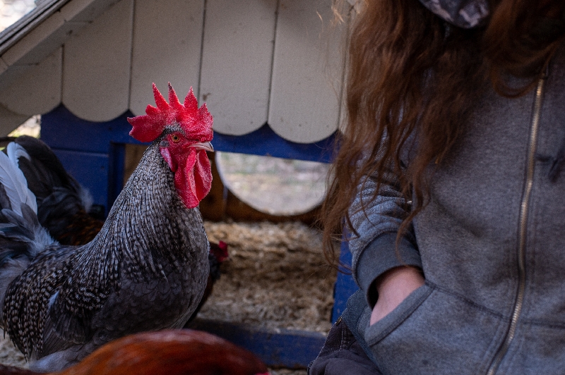 Charlie the rooster hanging out with founder Tiffany