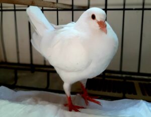 Roberto the white homing pigeon used in dove releases