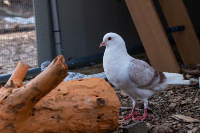 Help a pigeon like Dante today by sponsoring a bird!