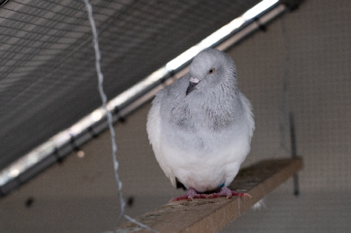 Dennis watching his friends in the aviary from the perch