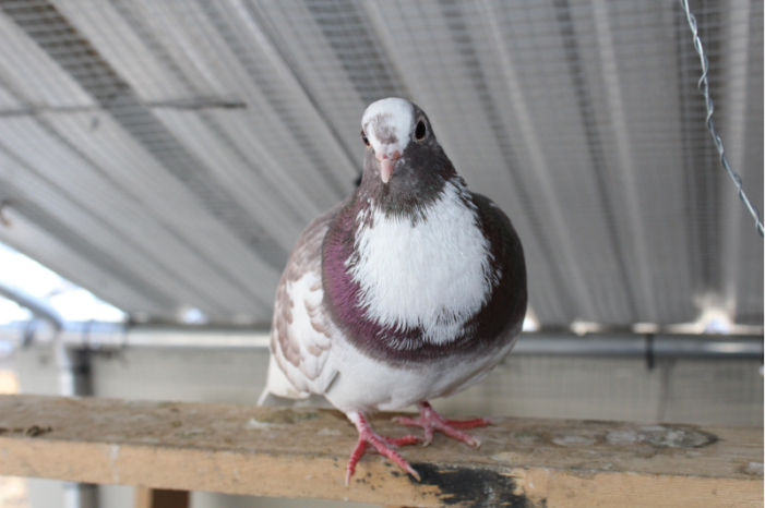 Linda the MALE pigeon, looking handsome from his perch