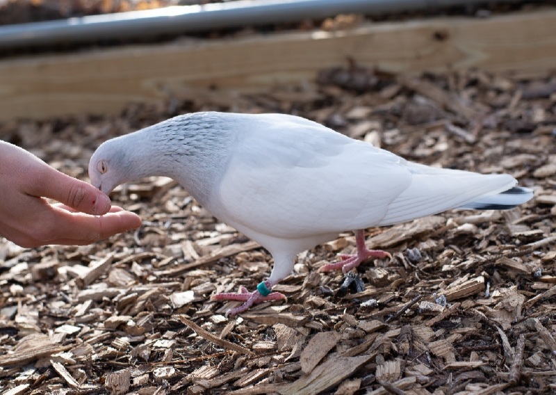 Dennis the pigeon is a galician highflier and a rescue bird here at our bird rescue