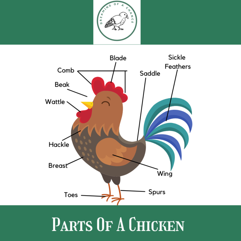 The parts of a chicken