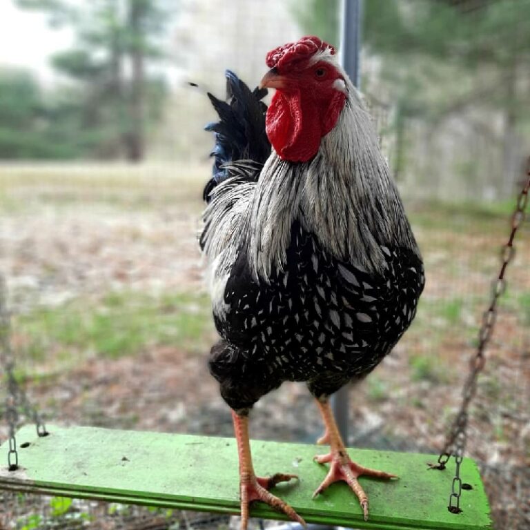 Henry looking handsome on his perch