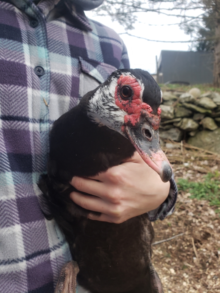 Curious Courage looking right into the camera