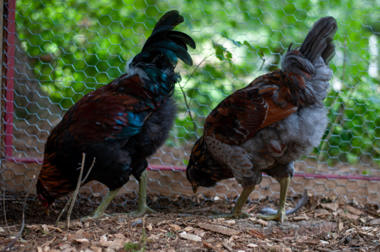 How To Tell A Rooster From A Hen (Is it a Boy or a Girl?) - The Happy  Chicken Coop
