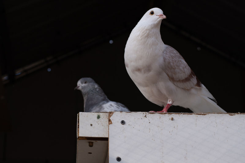 Handsome Pouter pigeon Dante and his lovely wife Beatrice