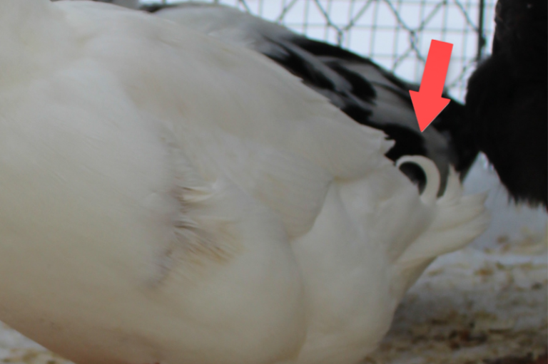 This is called a drake curl feather. It's one or a few curled feathers on top of a male ducks bottom.