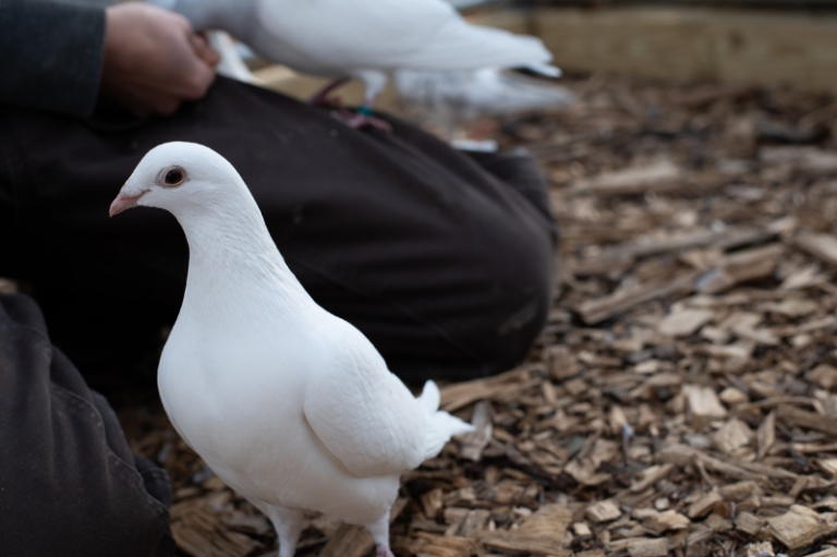 Pretty Junun scoping out the caretakers for more good seed