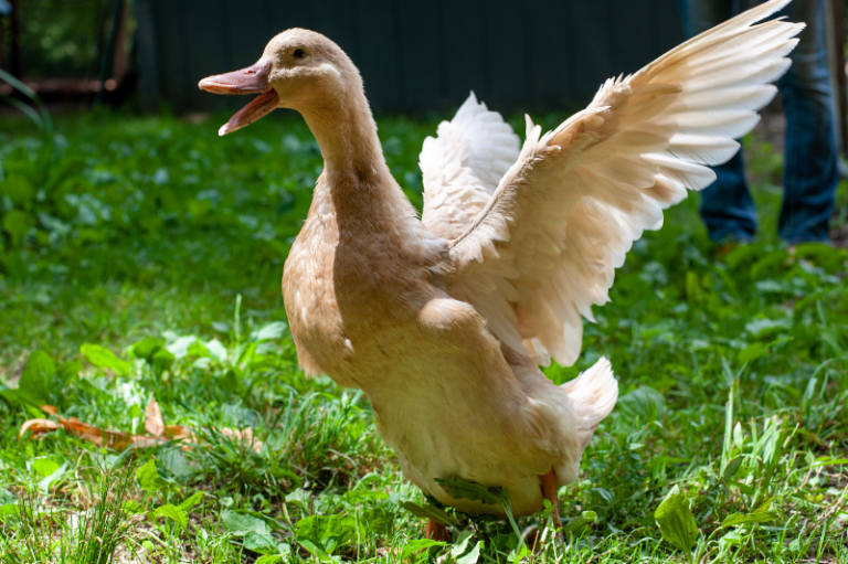 Amelia quacking and flapping her wings while she adventures the farm