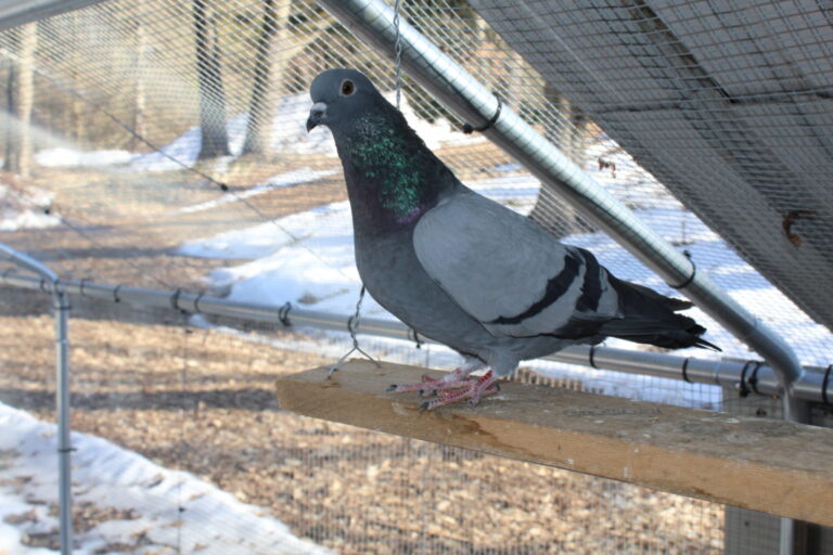 Eddie the pigeon sitting on a perch