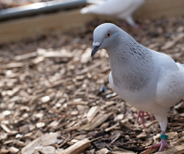Handsome Dennis looking for extra seed