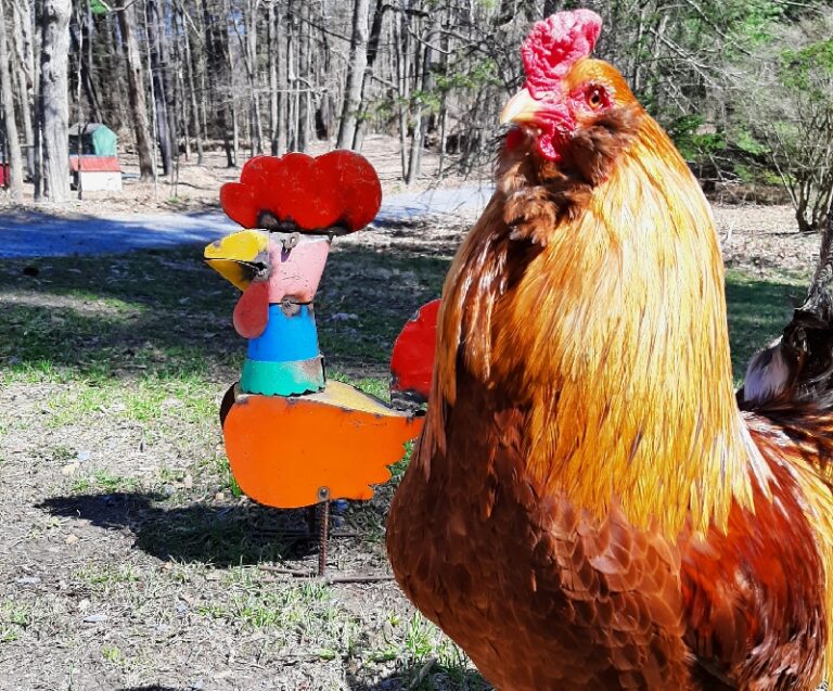 Georgie the best rooster looking a bit confused about the impostor behind him.
