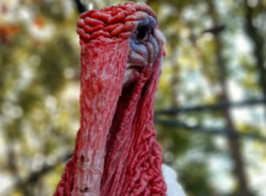 Larry the white holland turkey is posing