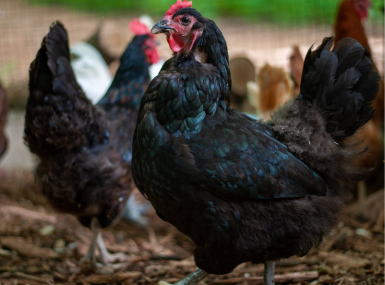 Wanda chicken roaming with her flock