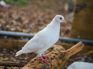 Sunshine the white homing pigeon on a perch