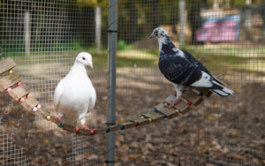 An ex- racing pigeon and a dove release pigeon sitting on a perch together