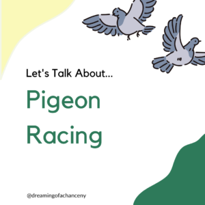 DoaC Pigeon Racing Infograph