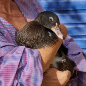 Courage the young muscovy duck getting a hug
