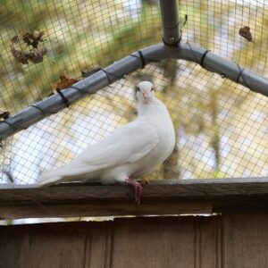 Sunshine the white homing pigeon sitting above the aviary door