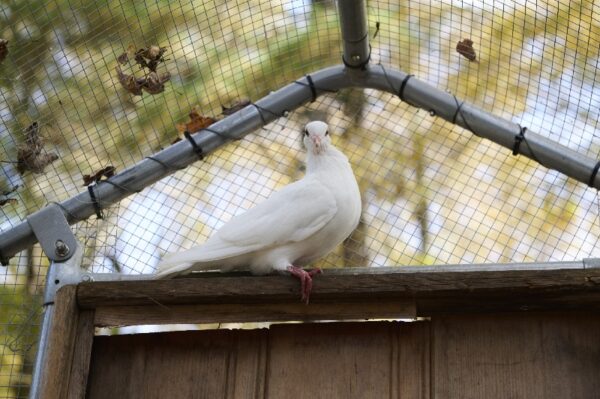 Sunshine the white homing pigeon sitting above the aviary door