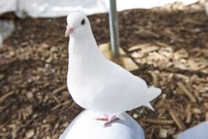 Jude the white king pigeon is perching on a caretaker's knee
