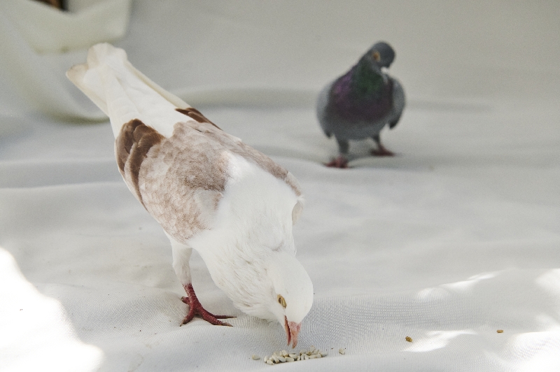 Dante the pouter pigeon eating seed