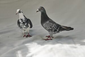 two ex-racing pigeons being buddies