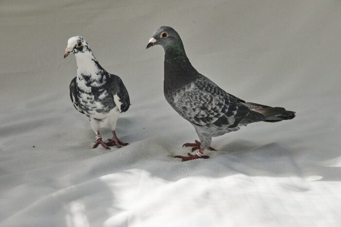two ex-racing pigeons Harley (left) and Friendship (right) being buddies