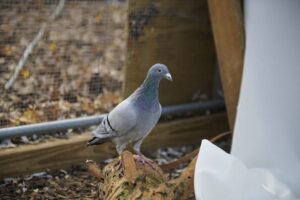 Pete the blue bar ex-racing pigeon sitting on a stump