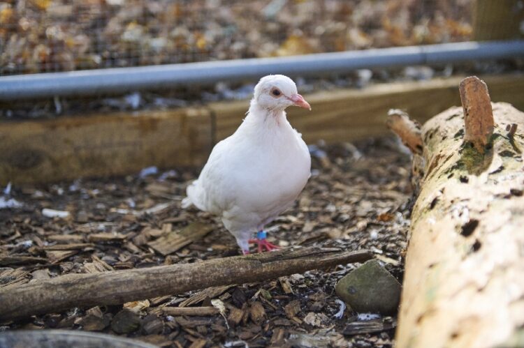 Sunshine the dove release rescue enjoying her day
