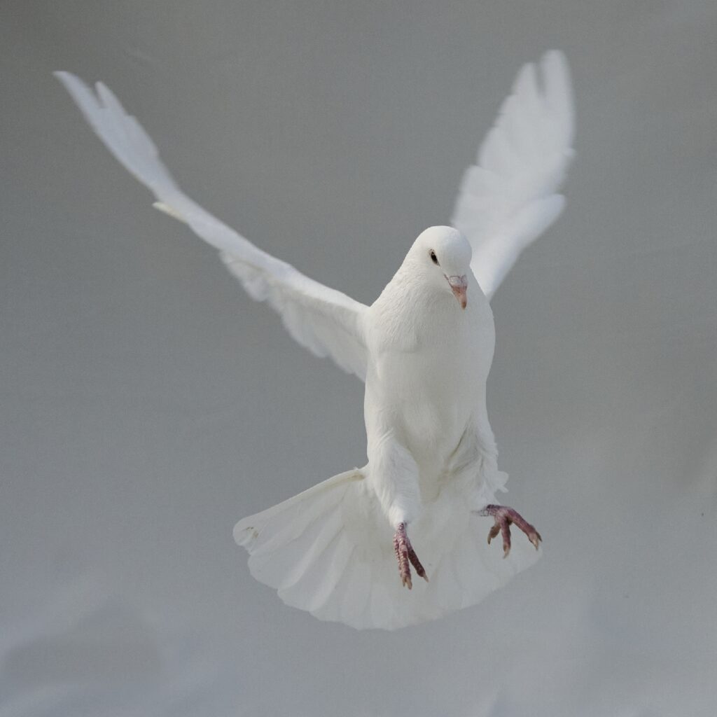 Jude the white king pigeon landing from his flight