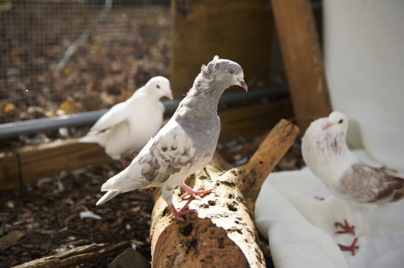 Beatrice, a rescue pigeon, having fun