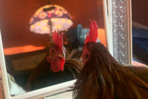 Al the Rooster looking in the mirror