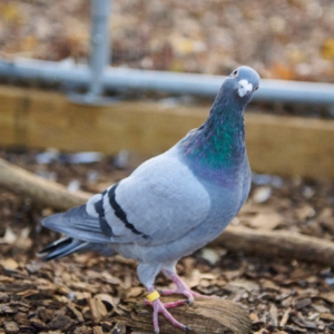 Pete the blue bar pigeon looking at the sky from the safety of the aviary