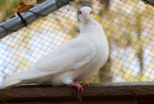 Sunshine a rescue pigeon resting