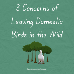 3 concerns of leaving domestic birds in the wild