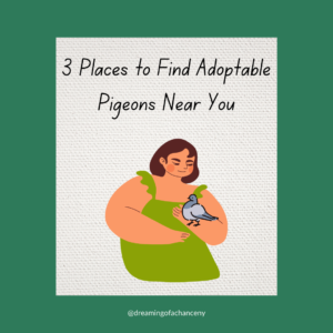 3 places to find adoptable pigeons