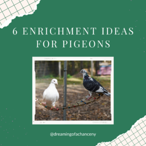6 enrichment ideas for pigeons