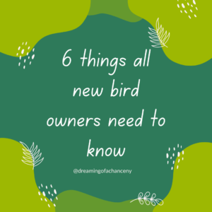 6 things all new bird owners need to know
