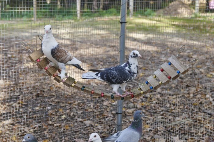 Two rescue pigeons (Bo left, Harley right) sitting on a perch in their pigeon aviary