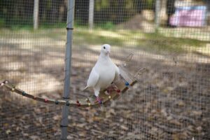 Fiddler the white homing pigeon sitting on his perch