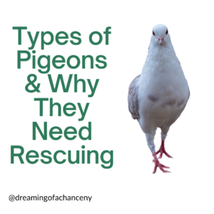 Types of Pigeons and Why They Need Rescuing (1)