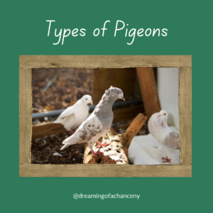 Types of pigeons