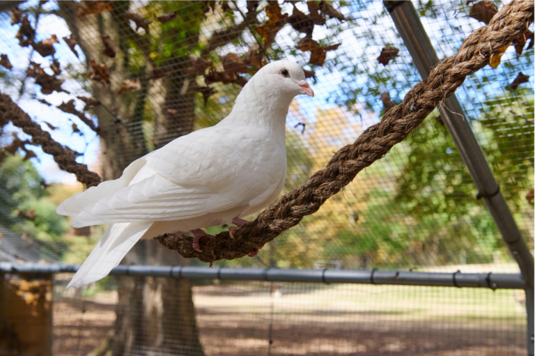 Jude the king pigeon sitting on a rope swing