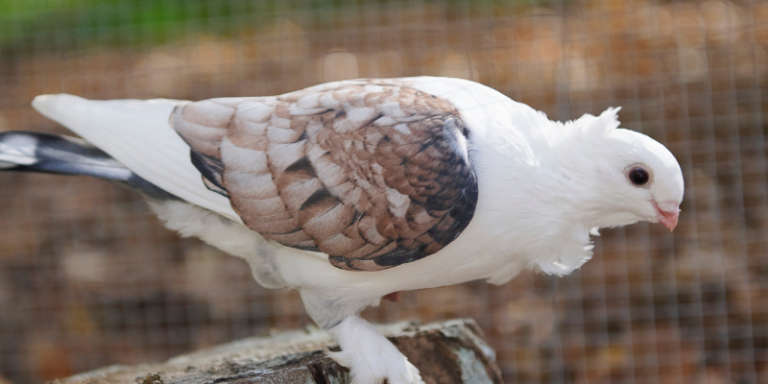 Bo the satinette rescue pigeon
