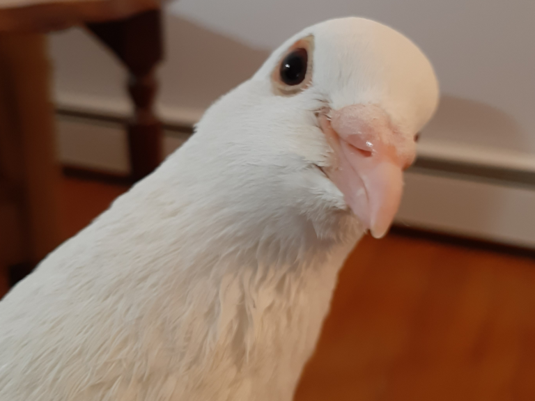 bubbles the chaotic king pigeon