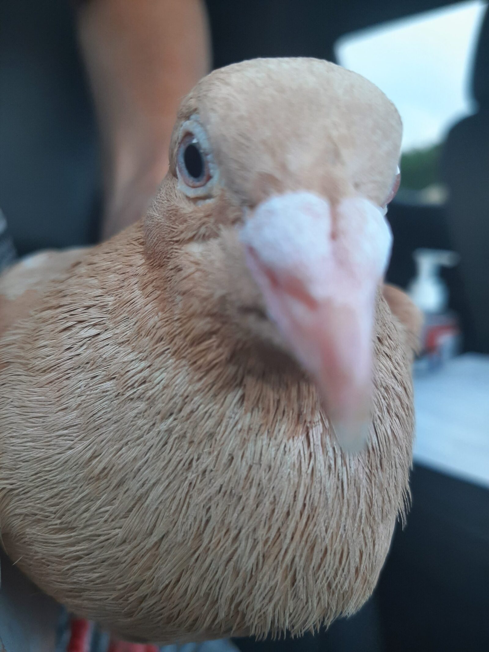 Pecan the ex-racing pigeon when he was first rescued